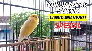 Masteran Suara Burung Kenari GACOR! Efektif Bongkar Isian Kenari PAUD