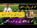 How to use potash in potato | method of use potash in potato | village method | #potash #potato