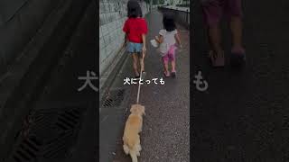 子どもが4歳になったら犬を飼え #子育て #育児 #子育てパパ #子育て奮闘中 #子供と犬