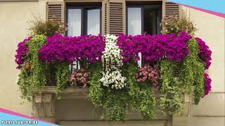 20 Beautiful Flowers for Small Balcony Gardens