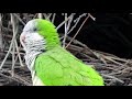 🌿sound of wild parakeets