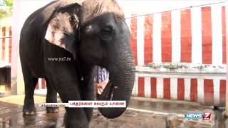 The playful and talented Sankarankoil Elephant attracts crowd