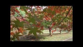 紅葉に聞いたお伽噺　セレクション　③　紅葉の森　福智山ろく花公園　福岡県直方市永満寺