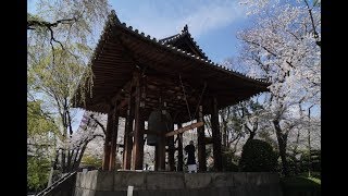 散り際の美学 芝増上寺 Aesthetics of Spring Noble End Zojoji temple