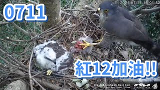 20210711 大安阿爸替紅12加油!! Foodpapa 送餐回顧 - 大安森林公園鳳頭蒼鷹育雛直播