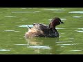 カイツブリ　１０月３日の浮間公園の鳥１（２０２３年１０月３日（火）撮影）