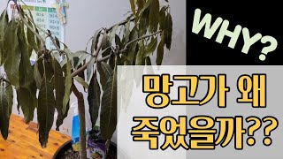 열대식물 애플망고가 왜 죽었을까 ?