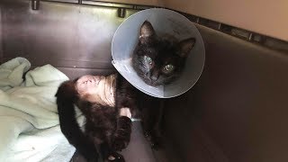 Black Cat Hit by Car Desperately Needs Help