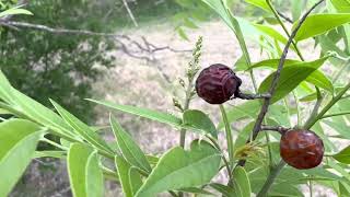 Stages of Soapberry