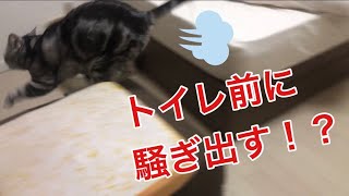 うんち前にトイレハイになる猫がかわいい/The cat goes to the toilet high before the poop