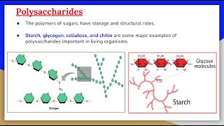 Carbohydrates 6: Polysaccharides, Starch and Glycogen