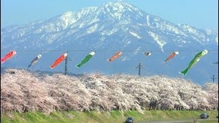 勝山弁天桜