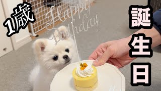 1歳の誕生日を迎えたポメラニアンと新年のご挨拶