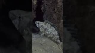 Marbled spinefoot Rabbitfish - Siganus rivulatus -  אראס  - סיכן משויש