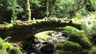 A magical walk through Kilkenny’s wooded glens of Kilfane garden.