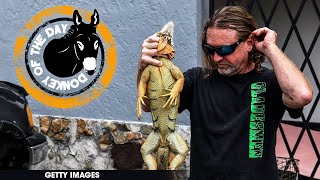 Florida Man’s ‘Stand Your Ground’ Defense Rejected In ‘Painful and Terrifying’ Iguana Killing