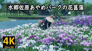 水郷佐原あやめパークの花菖蒲 2023