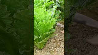 Surprised With Giant Chinese Cabbage Seeds Grow Year-round, Grow Fast Like a Blow