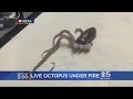 Restaurants Serving Live, Squirming Octopus Getting Heat From PETA