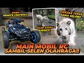 BEGINI REAKSI SELEN SI HARIMAU PUTIH KETIKA DIKASIH RC MOBIL !