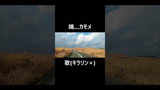 🎵門倉有希さんの「鴎…カモメ」キラリン☆が歌います♪ #ショート #昭和歌謡 #門倉有希 #演歌