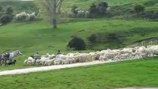 sheep muster in New Zealand