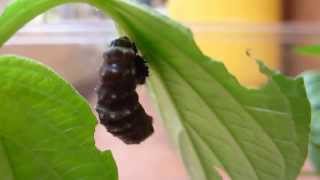 Pupation of Blue Pansy