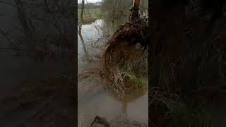 Huge Beaver Dam Removal With Excavator No.139 - Cabin View #beaverdam #beaverdamremoval #excavator