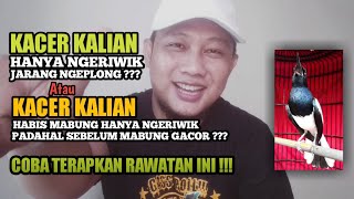 Rawatan Kacer Yang Hanya Ngeriwik Agar Mau Ngeplong Dan Rajin Bunyi