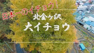 青森深浦町の大イチョウ！日本一！！？