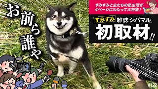 シバマルの取材撮影でモデルを頑張った柴犬