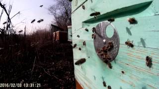 Бджільництво. Пасіка в зимку. ОБЛІТ.