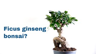 Este Ficus ginseng bonsai ? Sau nu? | Replantare