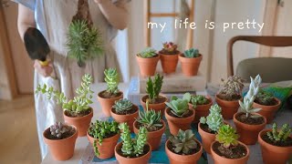 SUB) 1000원짜리 다육이로 싱그러운 집 꾸미기ㅣ식물 인테리어 추천 식물decorating a house with plants