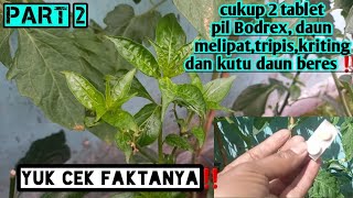 Cukup dua pil bodrex hama daun cabe seperti kriting, melipat,kutu daun dan tripis beres‼️ faktanya❓️