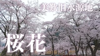 2024年4月 鳥取市美歎旧水源地の桜