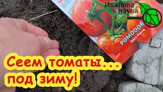 УЖЕ ПОРА! Сеем ТОМАТЫ... ЗИМОЙ! Самая крепкая рассада томатов для большого урожая - сеем вот так.