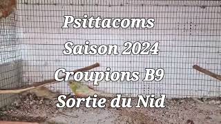 Psittacoms saison 2024,Croupions B 9 1er Niché sortie du Nid