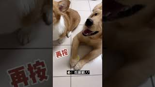 📢我要吃飯飯 #黃金獵犬 #黃金獵犬的日常  #黃金獵犬寶寶 #毛小孩的日常 #doggy #puppy #doglove  #goldenretriever#pet #ゴールデンレトリバー