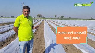 Crop Grow cover in Cucumber/કાકડી ના પાક માં ગ્રો કવર નો કમાલ/कुकुम्बर में ग्रो कवर का अदभुत परिणाम