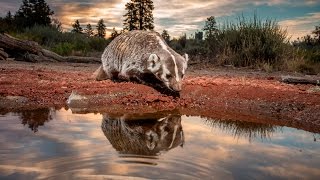 Guide to DSLR Camera Traps