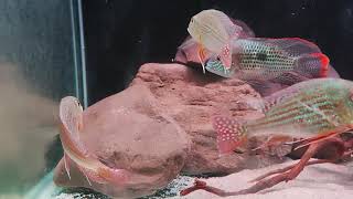 Geophagus Surinamensis Community tank