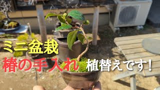 ミニ盆栽椿の手入れ 植替えです！