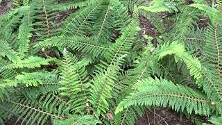 Polystichum setiferum ´Proliferum´