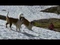 dogs 101- saint bernard.mp4