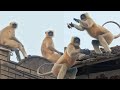 Animal Planet Monkey video HD