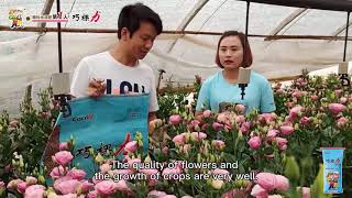 Eustoma grandiflorum has strong stem due to Cocoly granular water soluble fertilizer