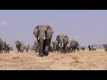 Elephants crossing the lake bed, Amboseli National Park, Kenya