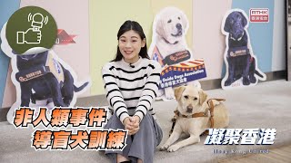 凝聚香港 - 非人類事件 - 導盲犬服從性高又溫馴，訓練過程是怎樣的？