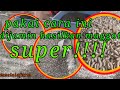 CARA MENEBAR BABY MAGGOT KEBIOFON PEMBESARAN dgn HASIL MAGGOT SUPER...